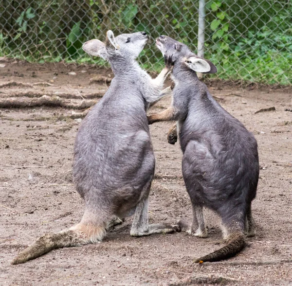 两只可爱的澳大利亚袋鼠 — 图库照片