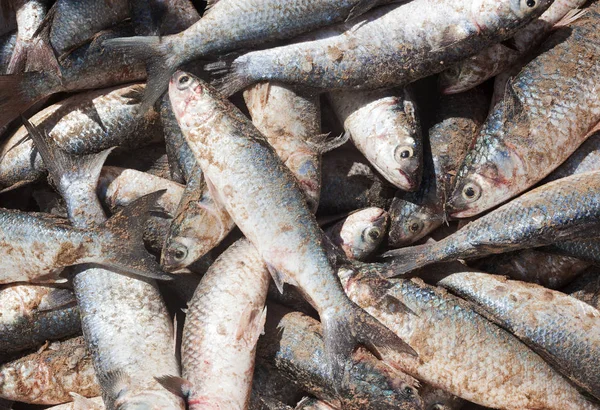 Poucos Peixes Recentemente Capturados — Fotografia de Stock