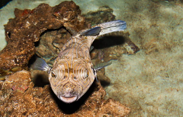 Tropical Fish Western Australia — Stock Photo, Image