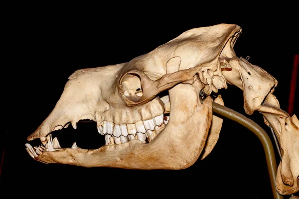 Cráneo Dinosaurio Fósil —  Fotos de Stock