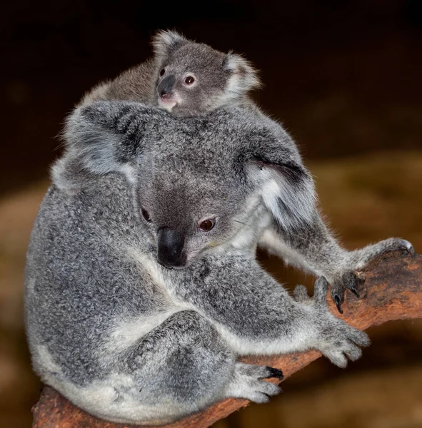 Koala Baby Mama — Stockfoto