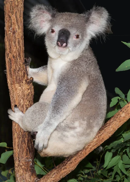 Koala Urso Austrália — Fotografia de Stock