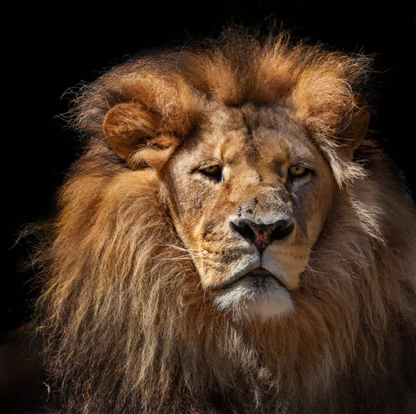 Cher Lion Isolé Sur Noir — Photo