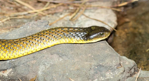 Coastal Taipan Snake Australia — Stock Photo, Image