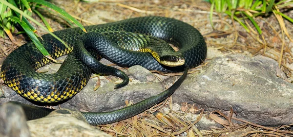 Cobra Tigre Austrália — Fotografia de Stock