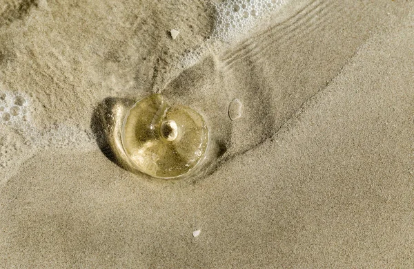 Clear Jelly Fish — Stock Photo, Image