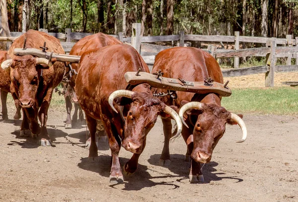 Façon Historique Transporter Bois Une Équipe Taureaux — Photo