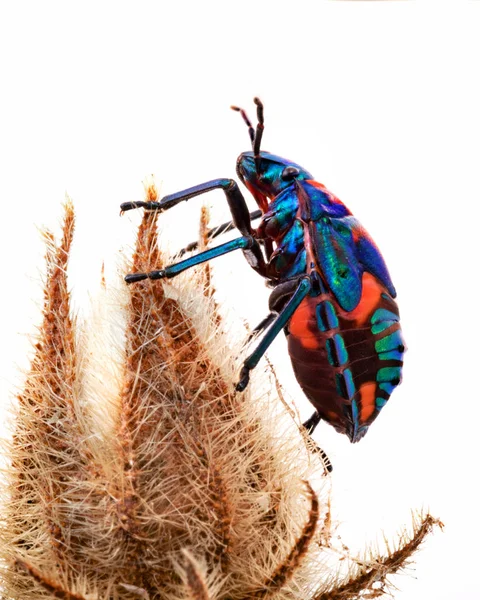 Tectocoris Diophthalmus Vulgarmente Conhecido Como Hibiscus Harlequin Bug Cotton Harlequin — Fotografia de Stock