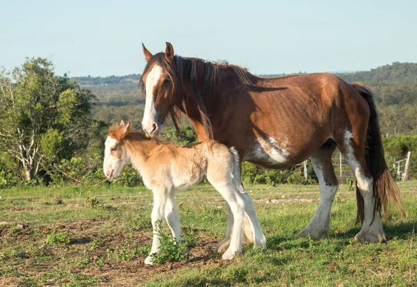 克莱德斯代尔的马非常大 重量很重 可以拉很大的重量 在赫维湾附近拍照 澳大利亚小马只有一周大 — 图库照片