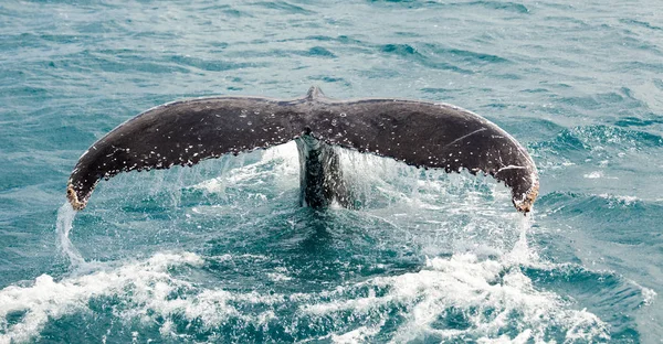 Hervey Bay Famosa Por Seus Cruzeiros Baleias Isto Uma Baleia — Fotografia de Stock