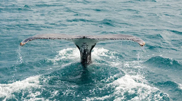 Hervey Bay Känt För Dess Whale Kryssningar Detta Knölval — Stockfoto