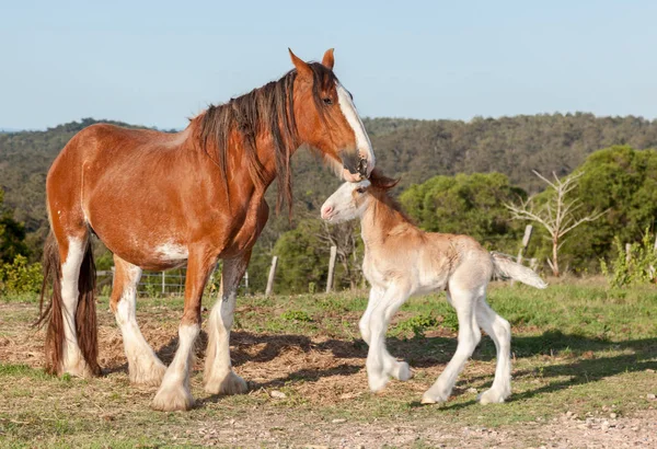 克莱德斯代尔的马非常大 重量很重 可以拉很大的重量 在赫维湾附近拍照 澳大利亚小马只有一周大 — 图库照片