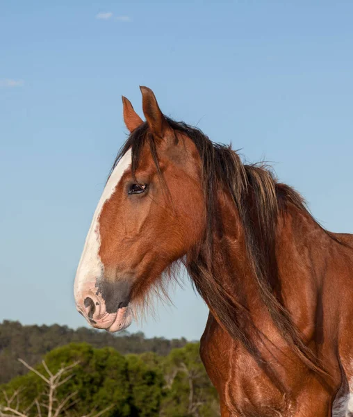 克莱德斯代尔的马非常大 重量很重 可以拉很大的重量 在赫维湾附近拍照 澳大利亚 — 图库照片