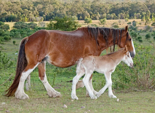 Clydesdale Paarden Zijn Erg Groot Zwaar Grote Gewichten Kunnen Trekken — Stockfoto