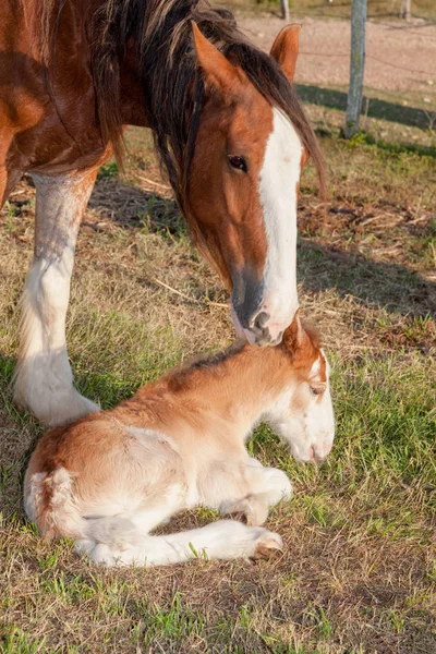 Clydesdale Paarden Zijn Erg Groot Zwaar Grote Gewichten Kunnen Trekken — Stockfoto