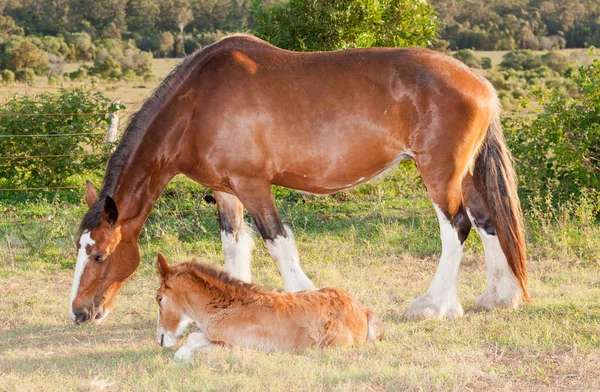 Clydesdale Paarden Zijn Erg Groot Zwaar Grote Gewichten Kunnen Trekken — Stockfoto