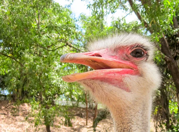 Very Pink Ostrich — Stock Photo, Image