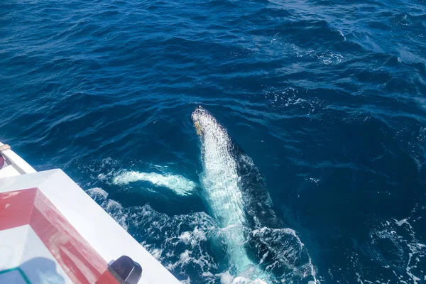 Ballena Acercándose Para Echar Vistazo —  Fotos de Stock