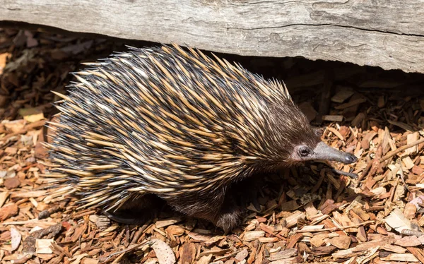 Australian Marsupial Echidna — Stock Photo, Image