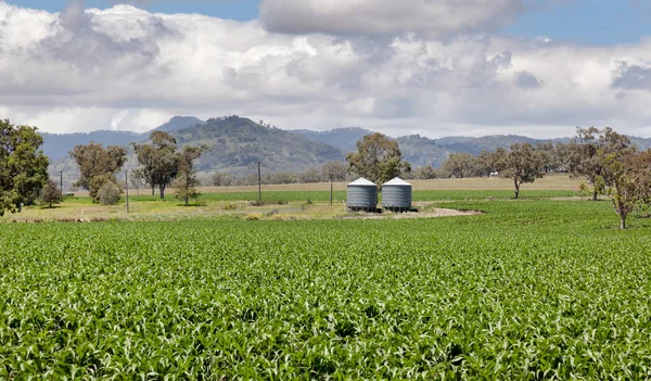 País Agrícola Rico Nsw Perto Quirindi — Fotografia de Stock