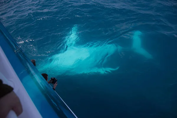 Wale Beobachten Hervey Bay Queenland — Stockfoto