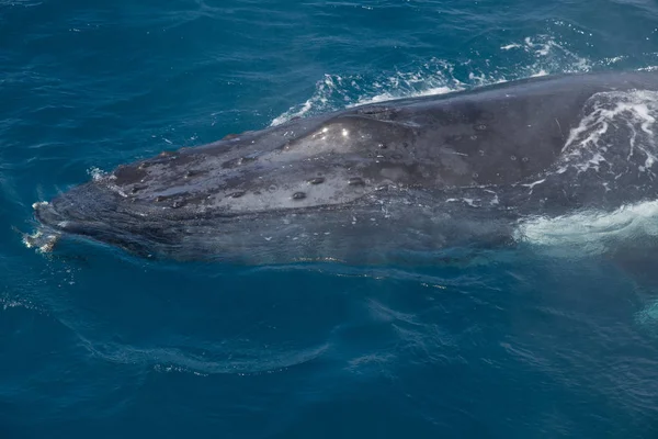 Observação Baleias Hervey Bay Queensland — Fotografia de Stock