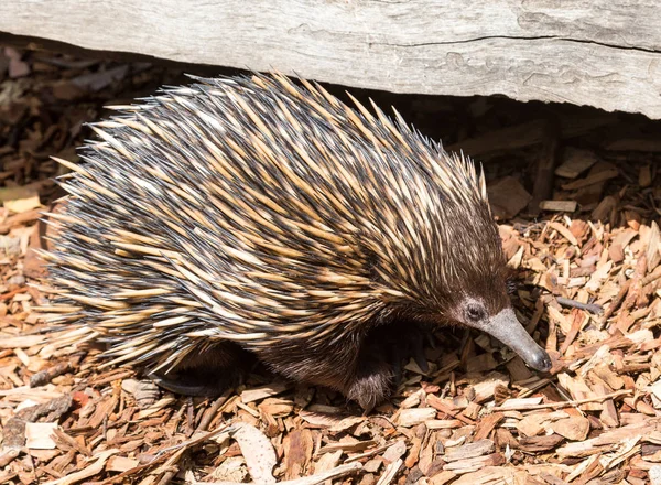 Australian Marsupial Echidna — Stock Photo, Image