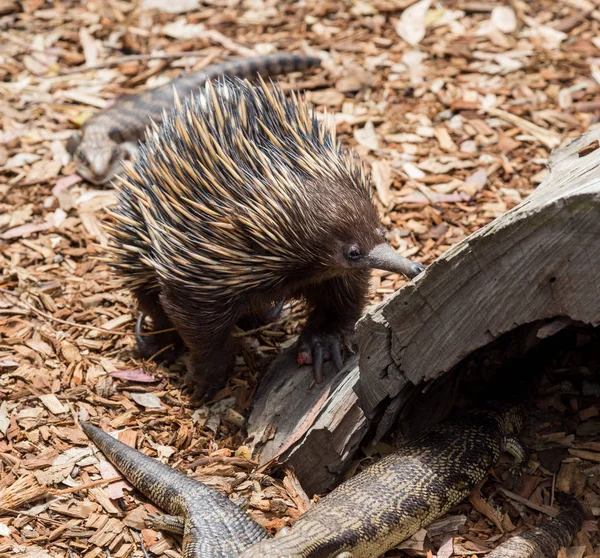 Australian Marsupial Echidna — Stock Photo, Image