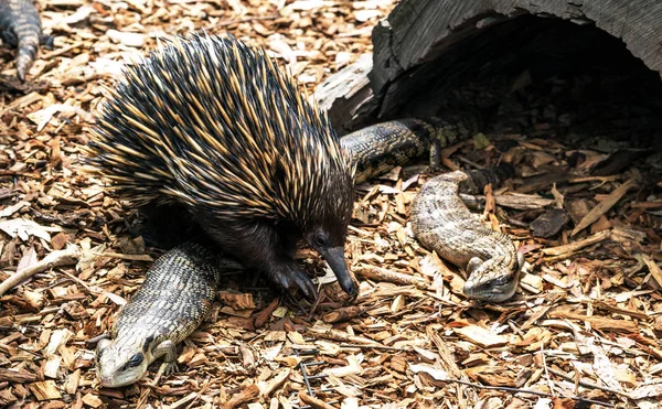 Echidna Blue Tongue Lizards Australia — Stock Photo, Image