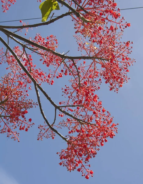 Brachychiton Acerifolium Sterculiaceae Plamen Strom Velký Strom Austrálie Javorové Listy — Stock fotografie