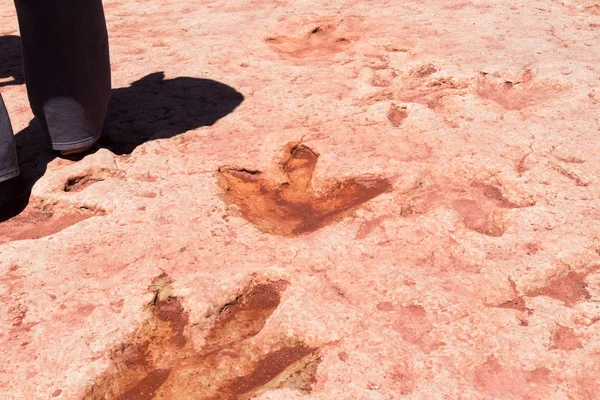 Moenkopi dinozor parçaları bu dinozor parçaları erken Jurassic dönemde yaklaşık 200 milyon yıl önce kuruldu ve Kuzey Arizona Üniversitesi'nden paleontologlar tarafından doğrulanmadı. Tuba CIT bulunan