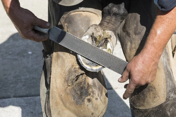 Horseshoeing farrier adjusting horses horseshoes, shows attaching hot horseshoe to hoof