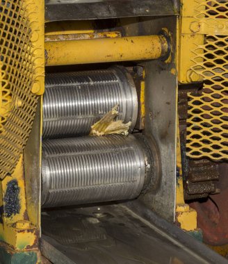 kırma şeker kamışı