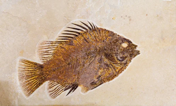 Fossil of fish — Stock Photo, Image