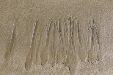 sanatçı olarak okyanus