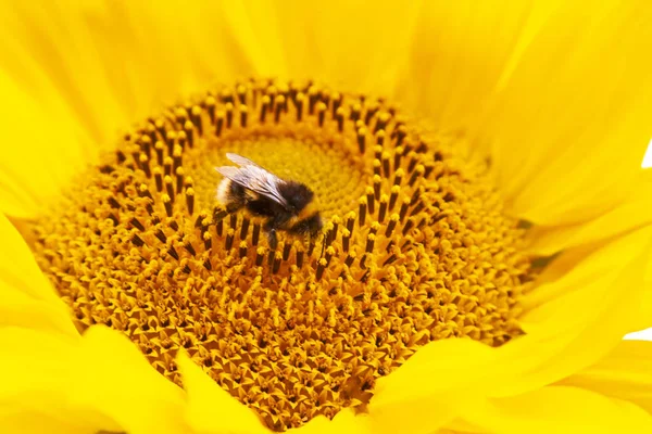 Schöne Sonnenblume — Stockfoto