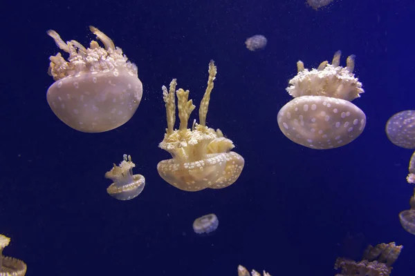 White jellyfish — Stock Photo, Image