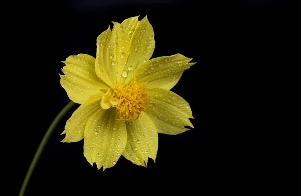 Amarelo Cosmos flor — Fotografia de Stock