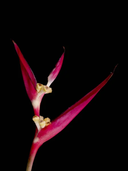 Fiore rosso Heliconia — Foto Stock