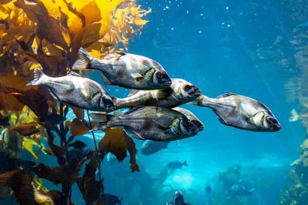 school of five fish in aquarium