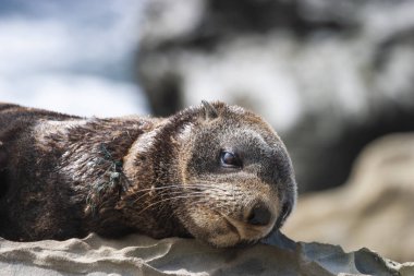 plastik ile kirlilik öldürme mühür