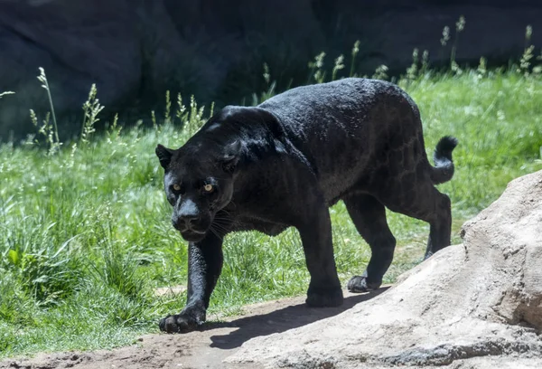 Черный ягуар или пантера — стоковое фото