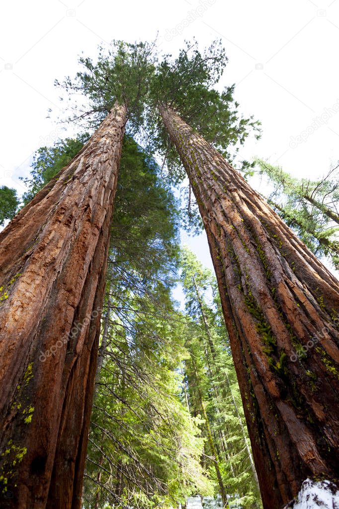 the giant sequoia tree