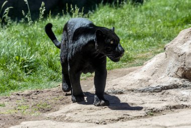 jaguar olarak da bilinen kara panter