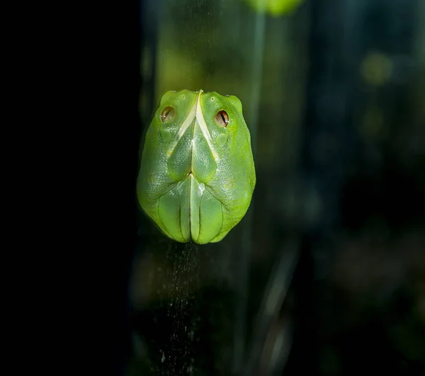 Sapo verde adormecido em vidro — Fotografia de Stock