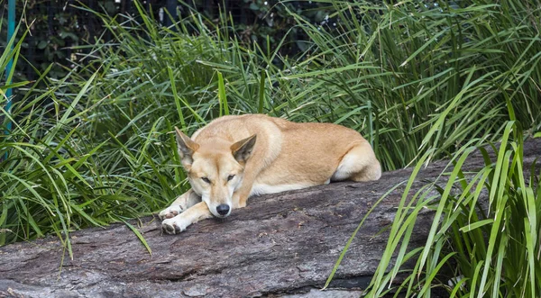 Avustralya Dingo günlük dinlenme — Stok fotoğraf