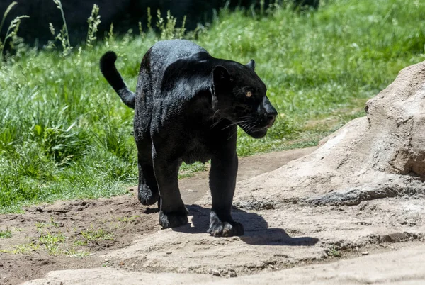 Pantera negra também conhecido como jaguar — Fotografia de Stock