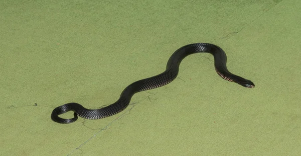 Cobra preta de barriga vermelha — Fotografia de Stock