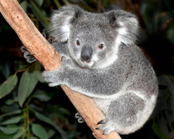 Australian koala bear in tree 