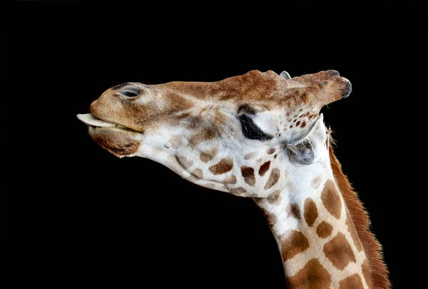 giraffe with tongue out isolated